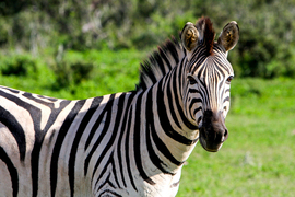 Grid south africa zebra pose