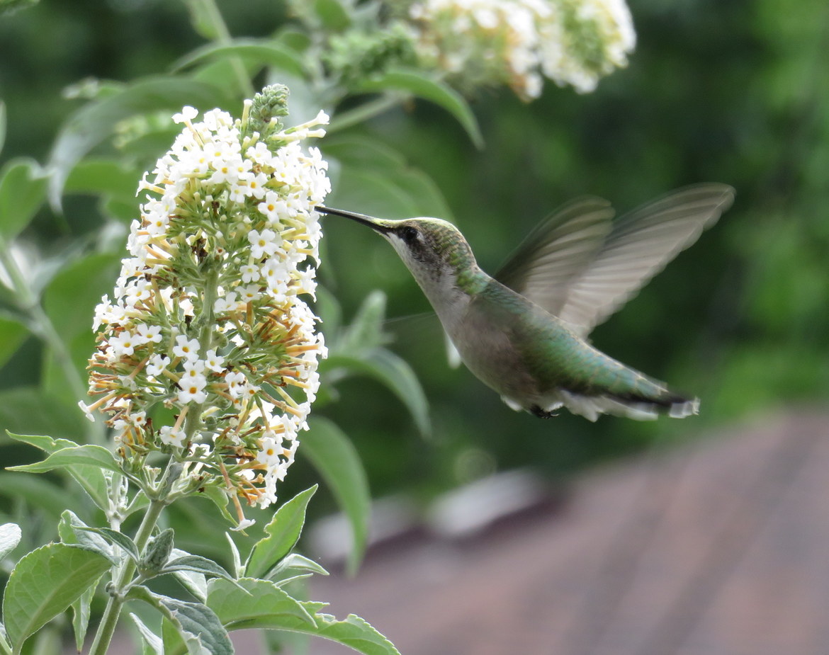 Little hummer, My yard, United States of America