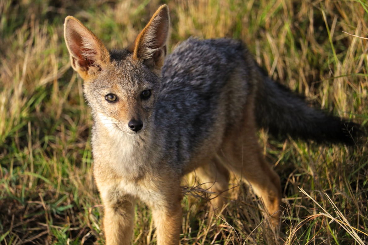 Jackal, Amboseli National Park, Kenya