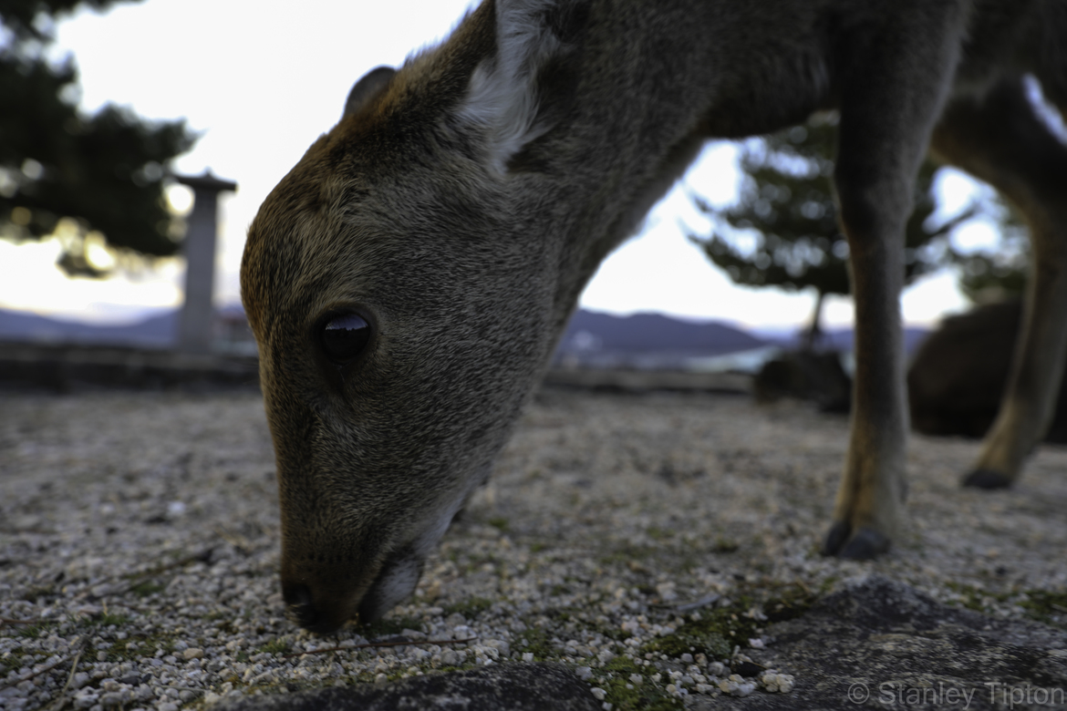 Sika Deer, Miyajima, Japan, Japan