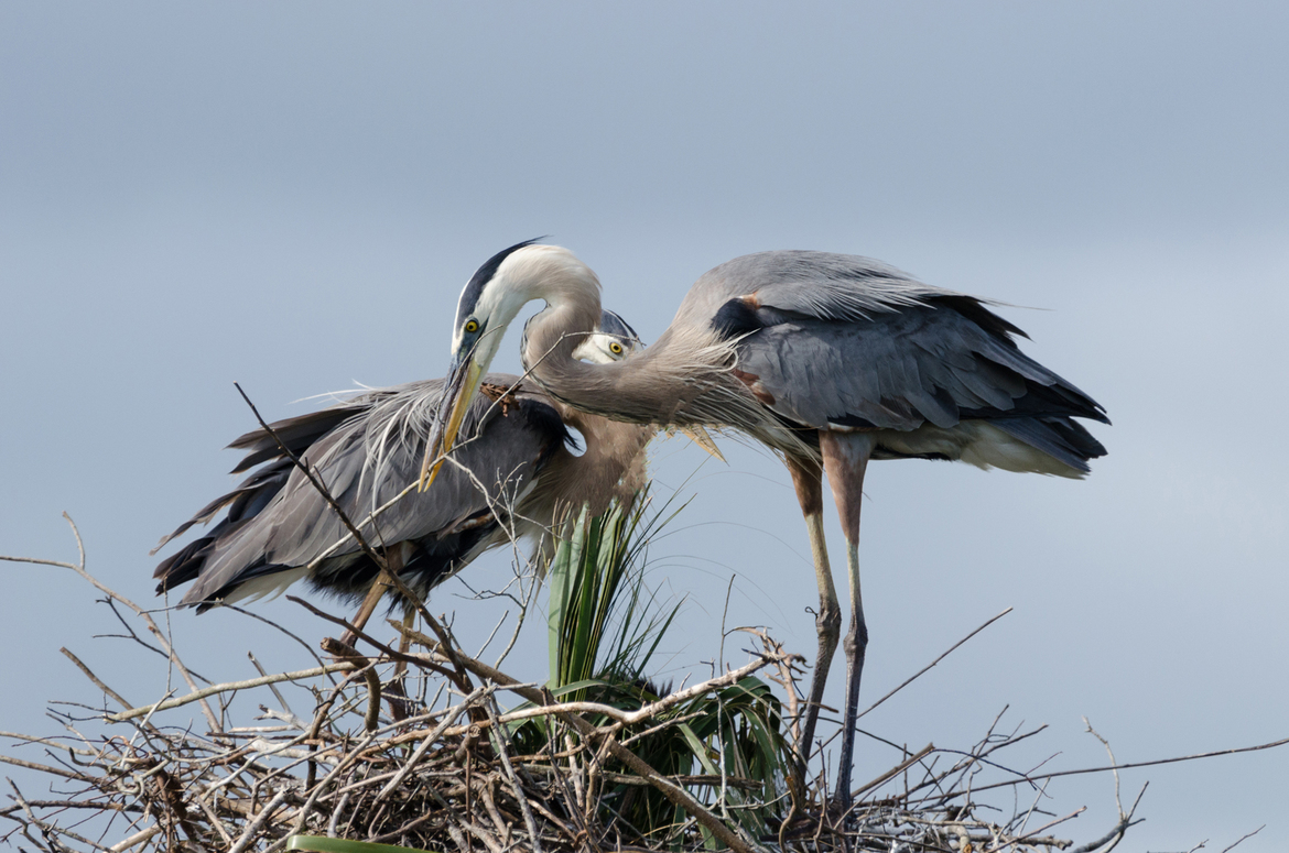 Great BLue Herons, Viera Wetlans, United States of America