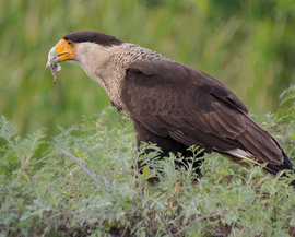Grid cheryl howard crested caracara