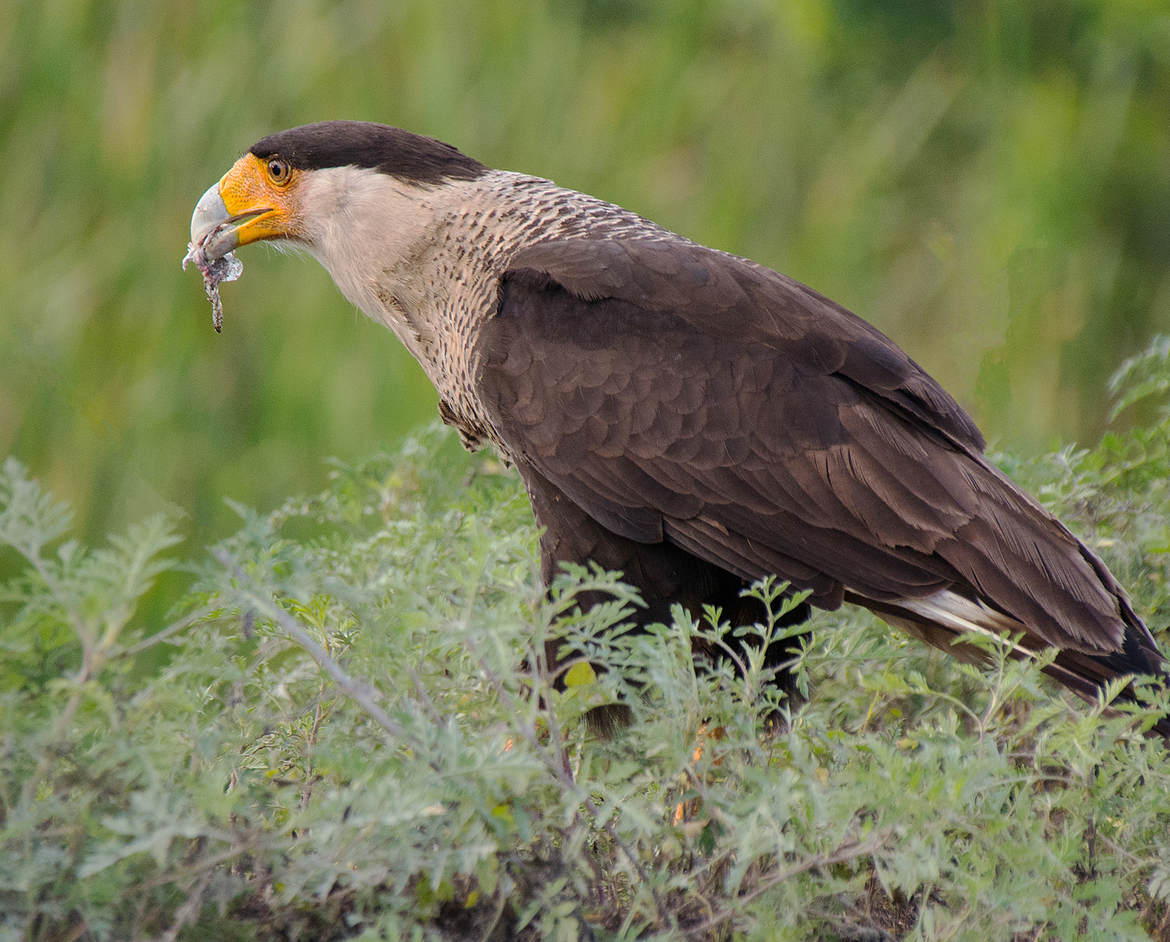 Crested CaraCara, Viera Wetlands, United States of America