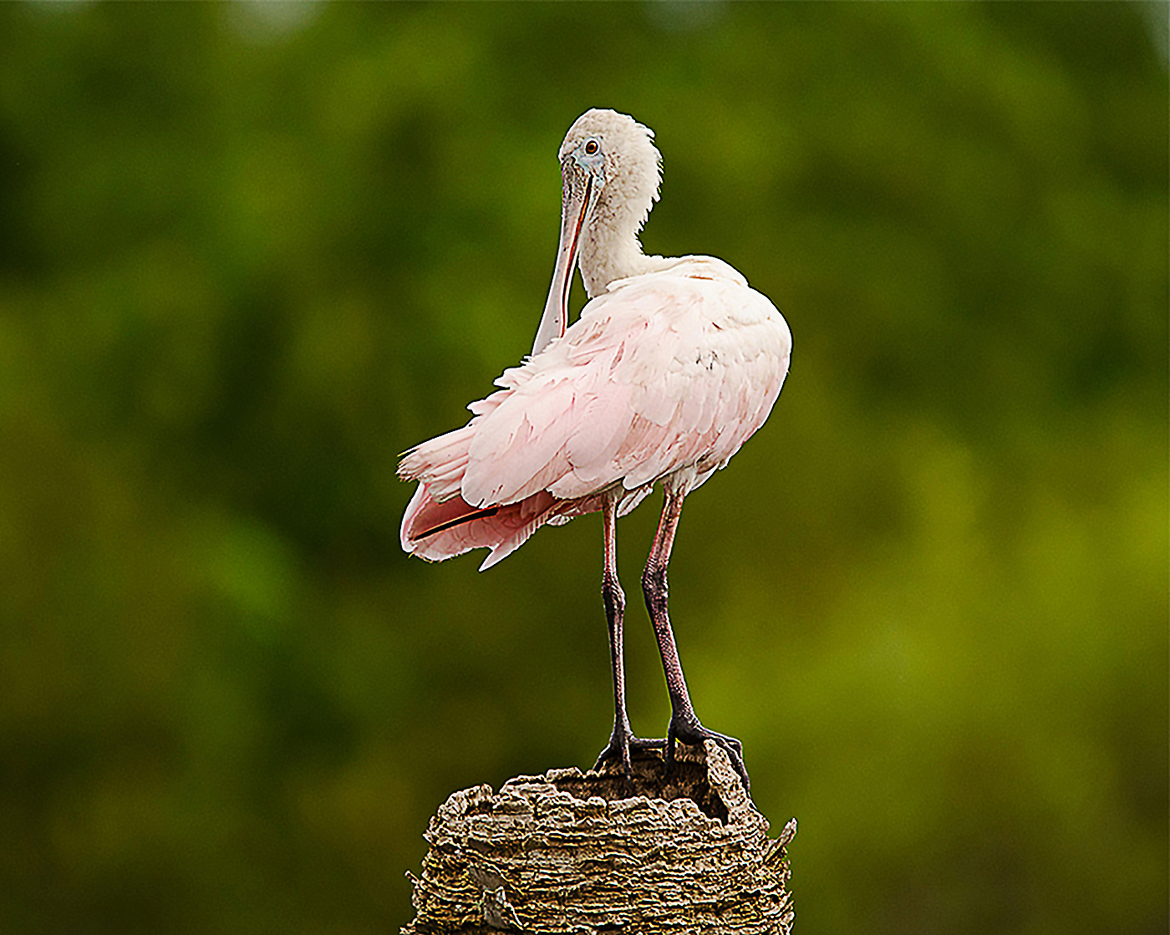 Roseate Spoonbill, Viera Wetlands, United States of America
