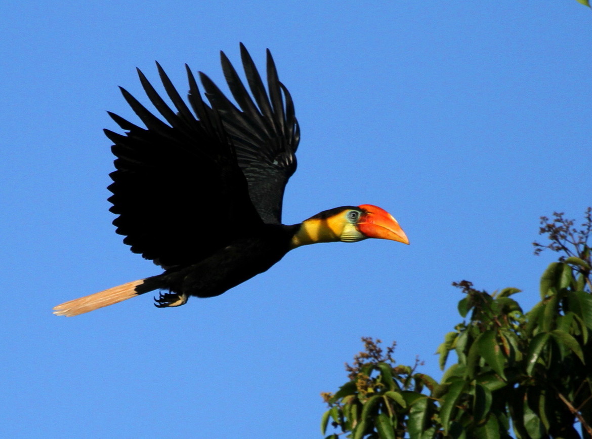 Wrinkled Hornbill, Kinabatangan River, Sabah, Borneo, Malaysia