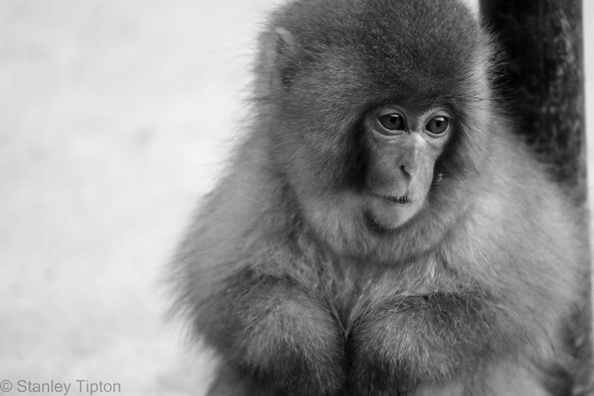 Japanese  macaque , Nagano Snow Monkey Park, Japan