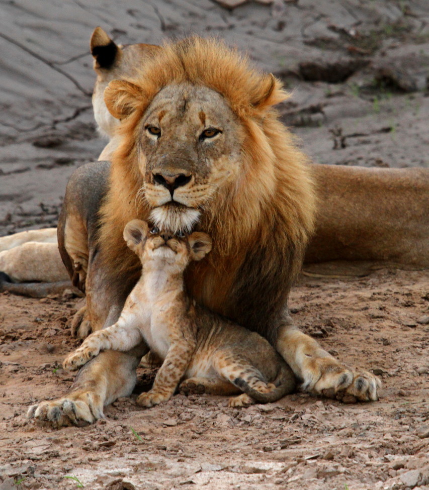 African Lions, South Luangwas National Park, Zambia