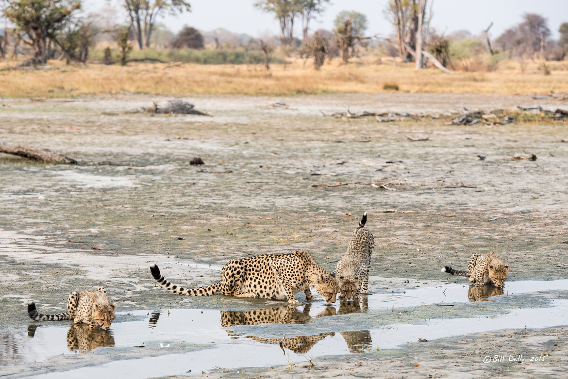 Cheetah, Okavango Delta, Botswana