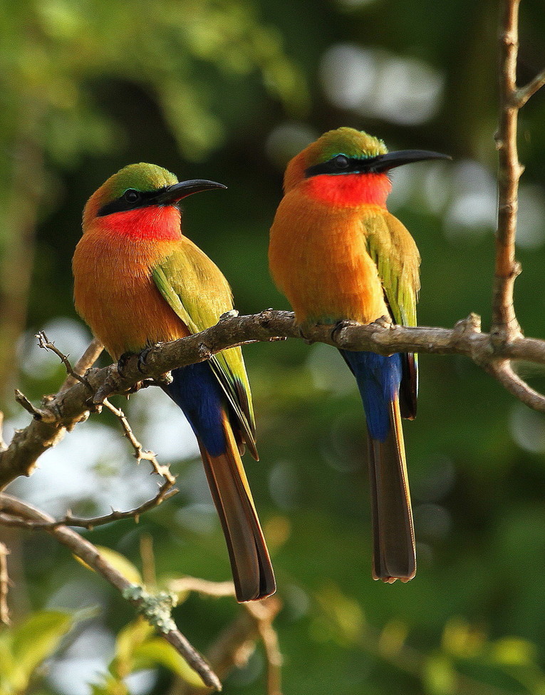 Red Throated Bee eaters, Murchison Fall National Park, Uganda
