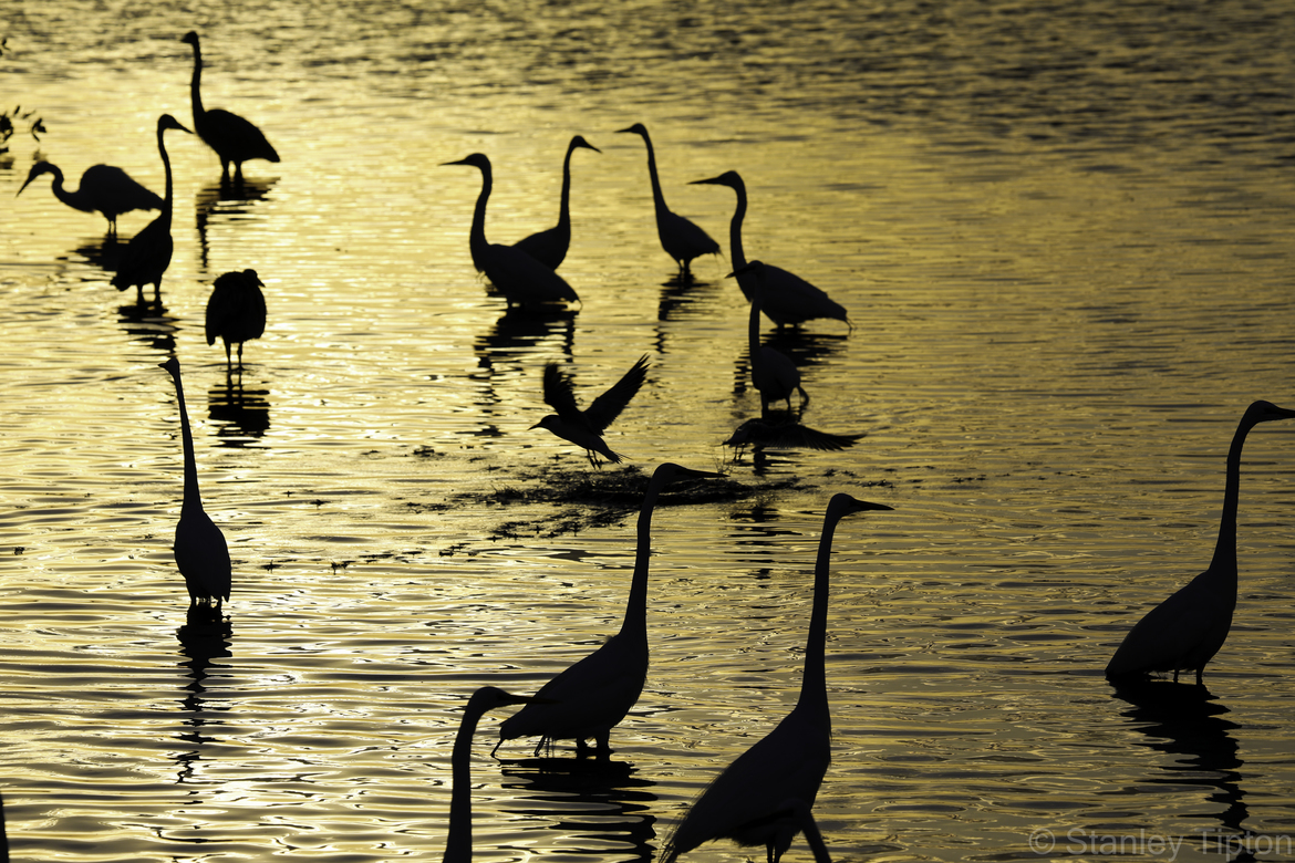 N/A, Merritt Island National Wildlife Refuge , United States of America