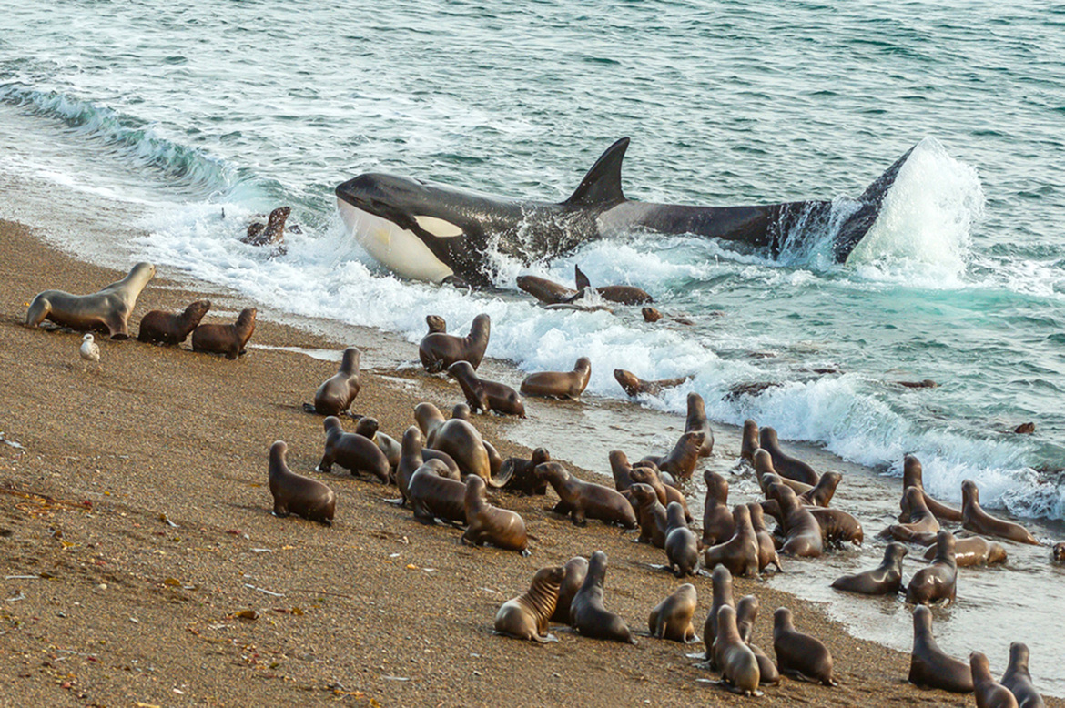 Orcas and Southern Sea Lions , Penunsula Valdes, Patagonia, Argentina