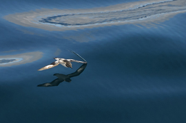 Grid pintado petrel antarctica southern ocean bill  klipp 