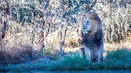 Grid 2017 jim schmidt lion male