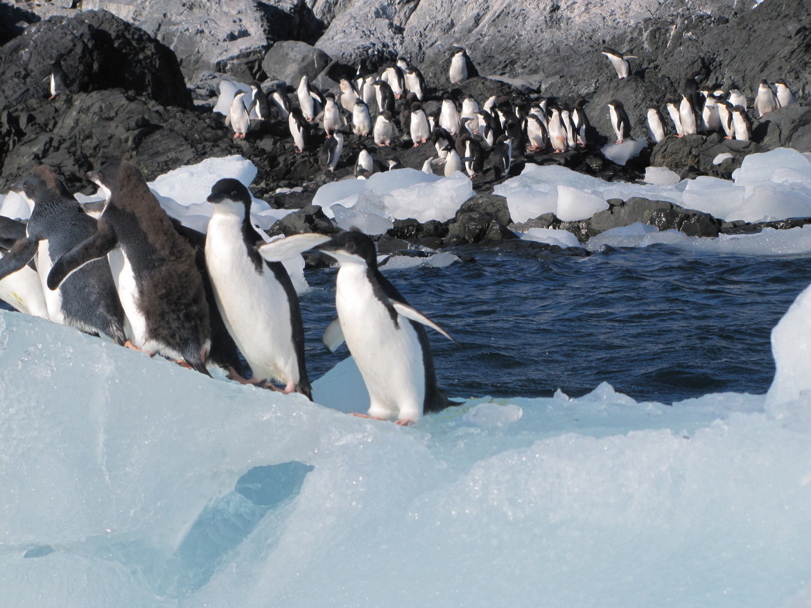 Penquins - Adelies, Galapagos, Ecuador