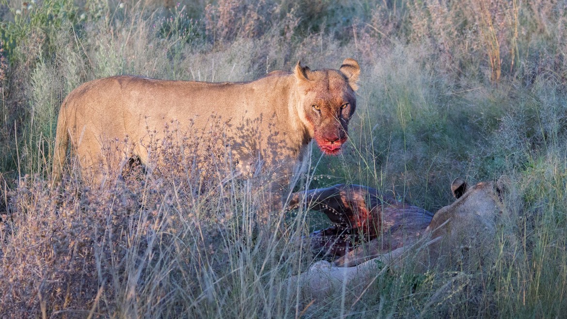Lion, Okavango Delta, Botswana