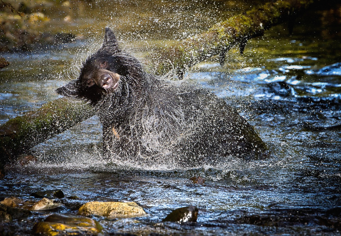 Black Bear, Great Bear Rain Forest, Canada