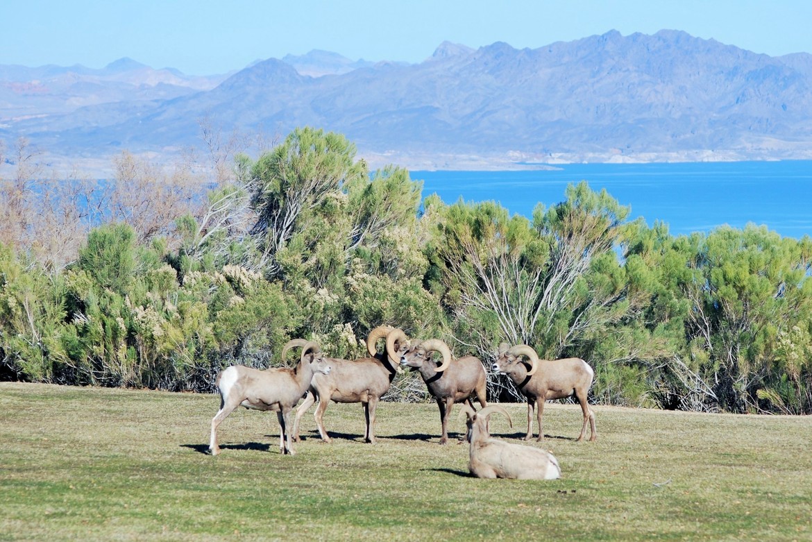 Big Horn Sheep , Hemenway Park, United States of America