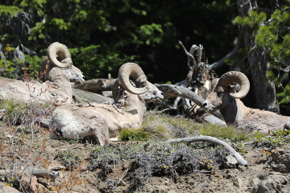 Bighorn Sheep, East Entrance of Yellowstone Park, Wyoming, United States of America