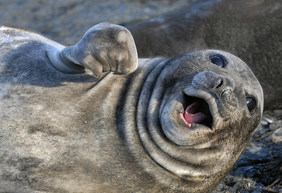Elephant Seal Pup, South Georgia Island, South Georgia and the South Sandwich Islands