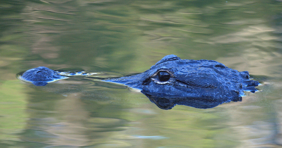 Reptile/Aligator, Everglades National Park, United States of America