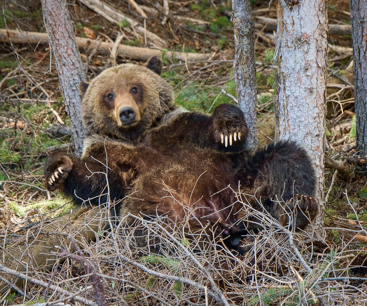Grizzly Bear, Togwatee Pass near Teton National Park, WY USA, United States of America