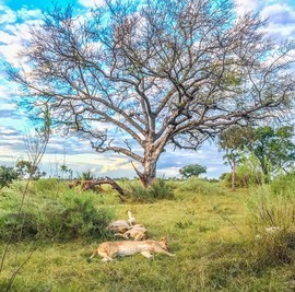 Grid 2017 jim schmidt lions tree