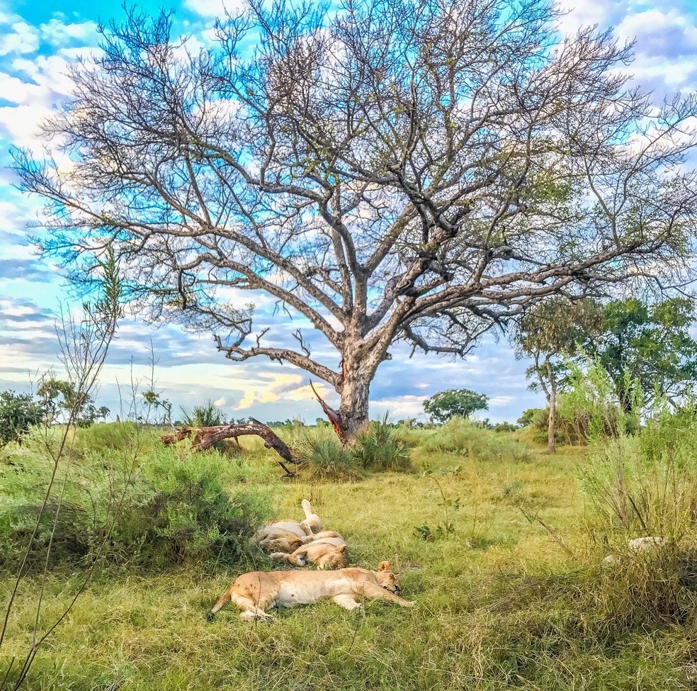 Lions, Okavango Delta, Botswana