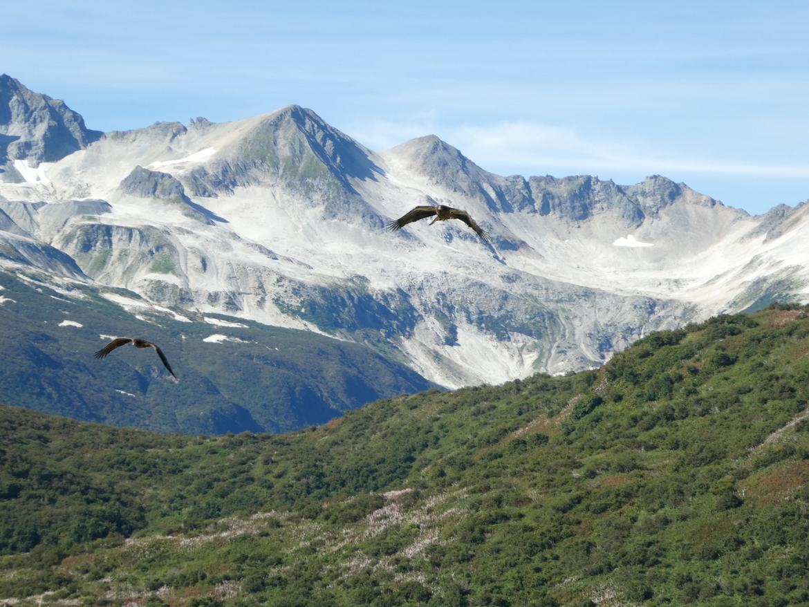 Bald Eagle, Katmai National Park, United States of America