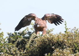 Grid dsc 1260 in the hunt masai mara