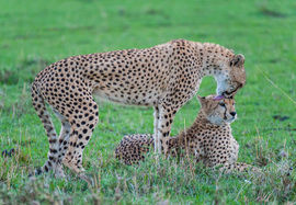 Grid cheetahs masai mara kenya linda klipp