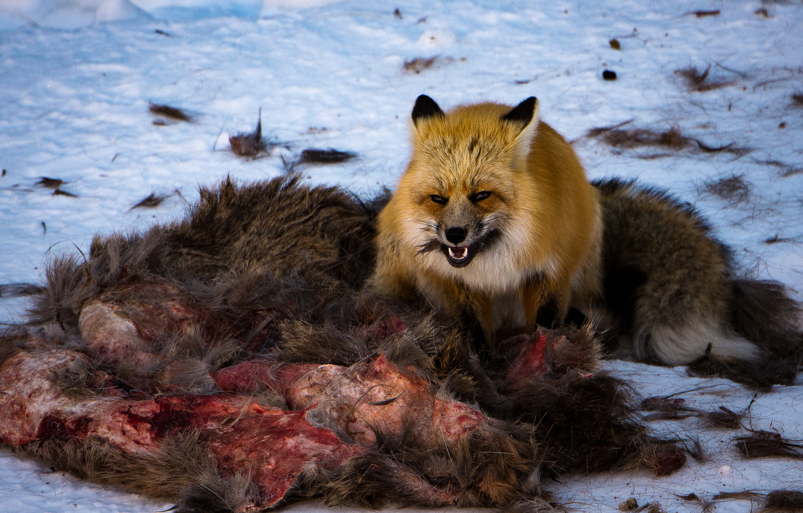 Red Fox, Yellowstone National Park, United States of America