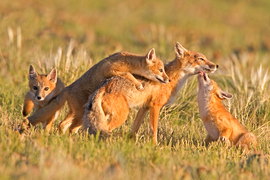 Grid firust swiftfoxfamily