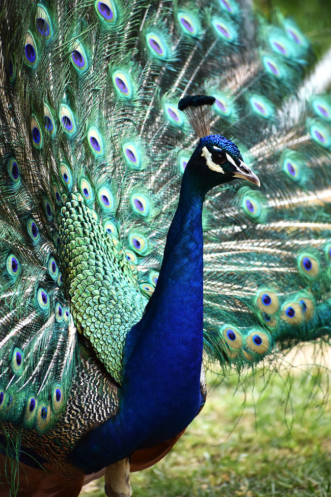 Peacock, Philadelphia Region, United States of America