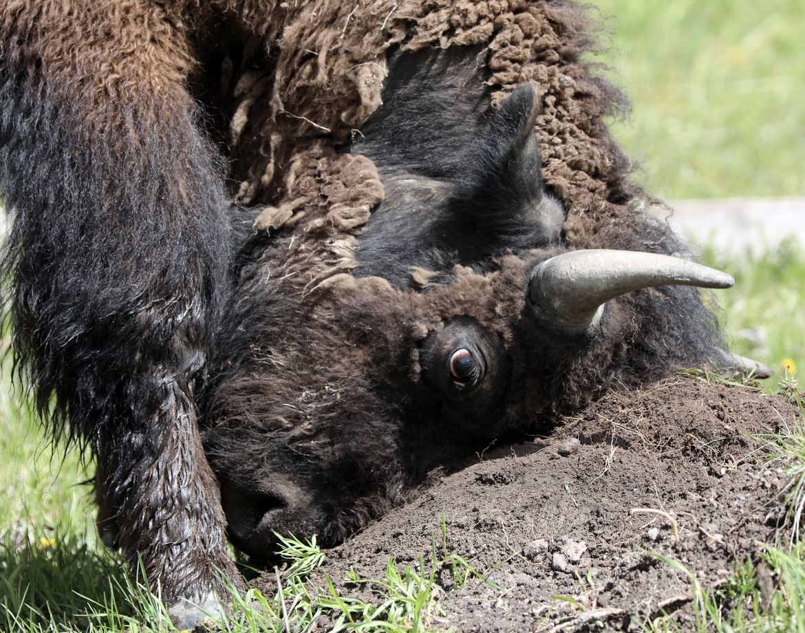 Buffalo, West Yellowstone Park, Wyoming, United States of America