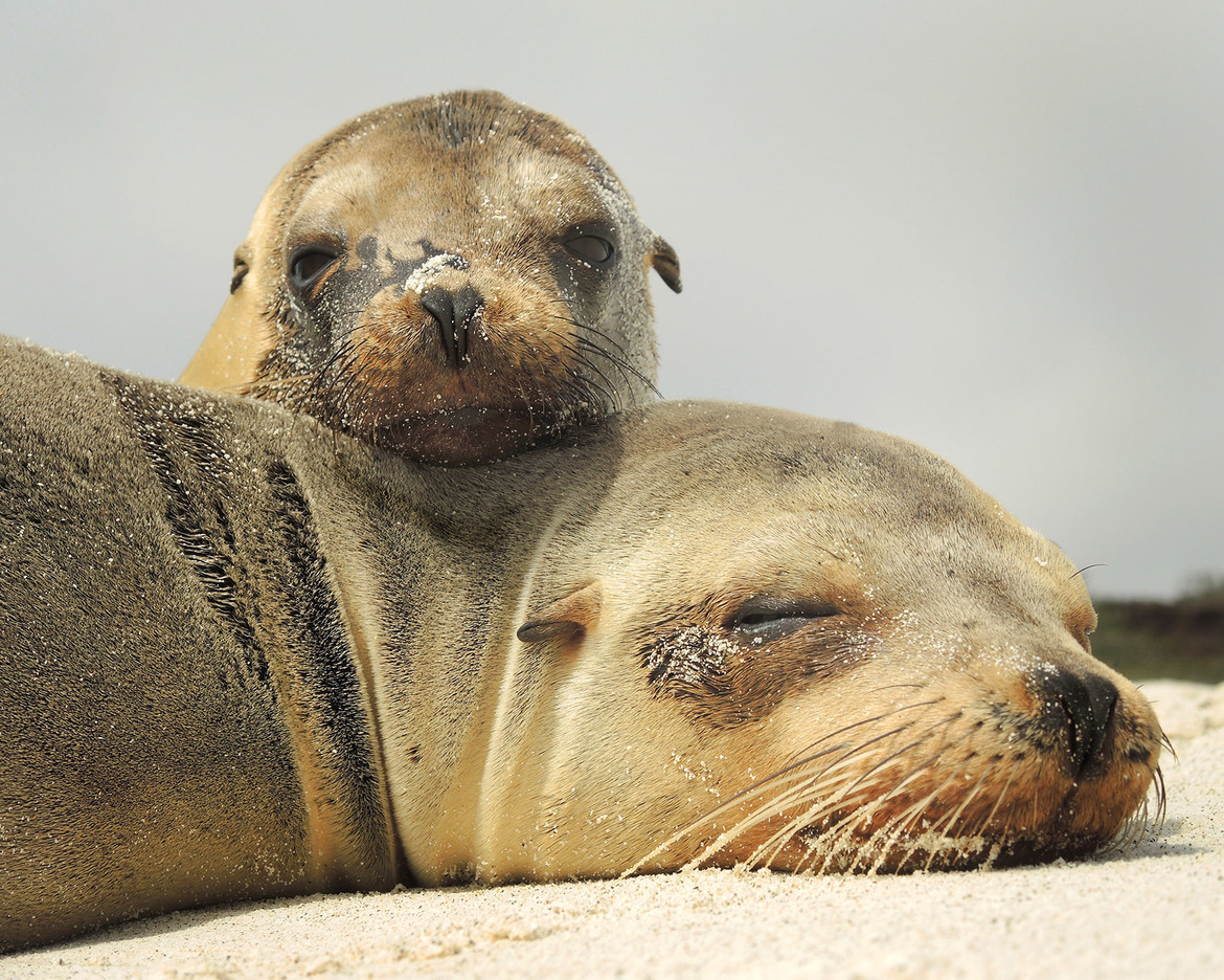 California Sea Lions, Galapagos, Ecuador