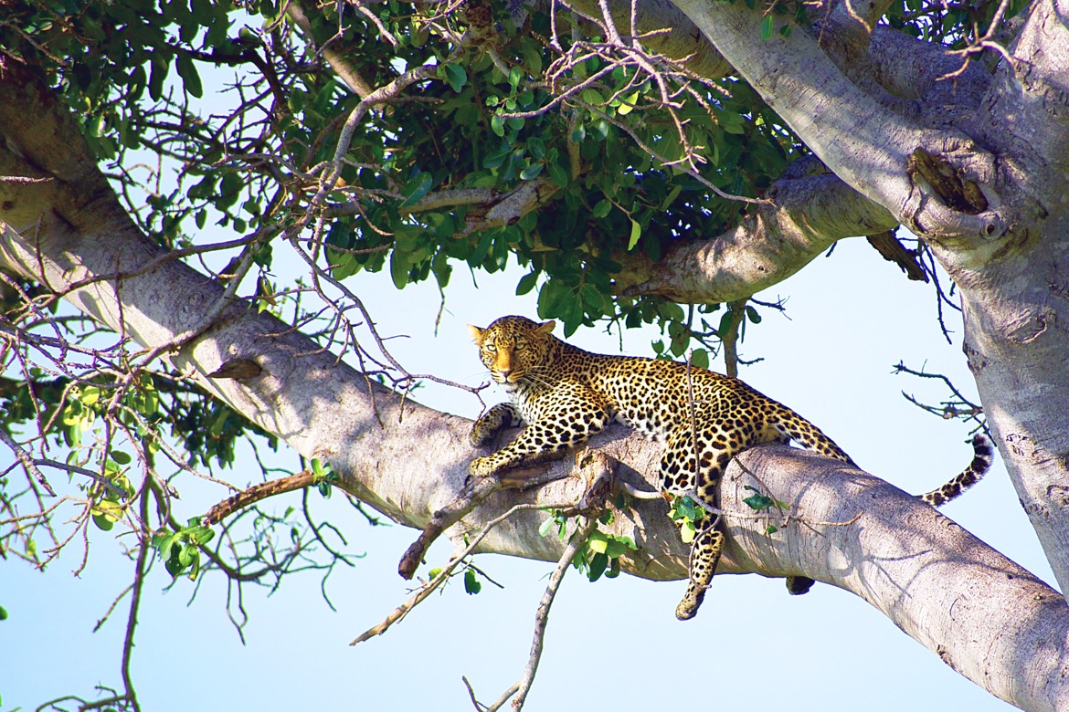 Leopard, Masai Mara, Kenya