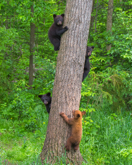 Grid firust fourblackbearcubs