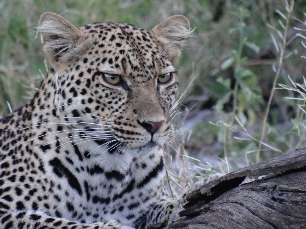 Leopard, Serengeti, Tanzania, United Republic of