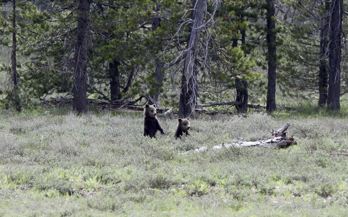 Grizzly bear cubs, Grand Teton National Park, United States of America