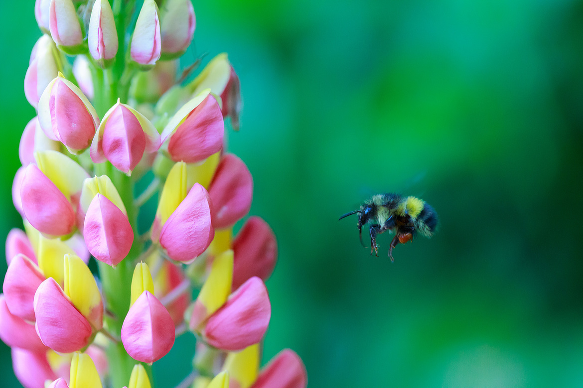 Bumble bee, Abbotsford, Canada