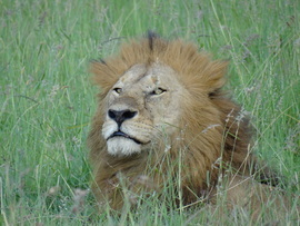 Grid africa 2013 photos 721