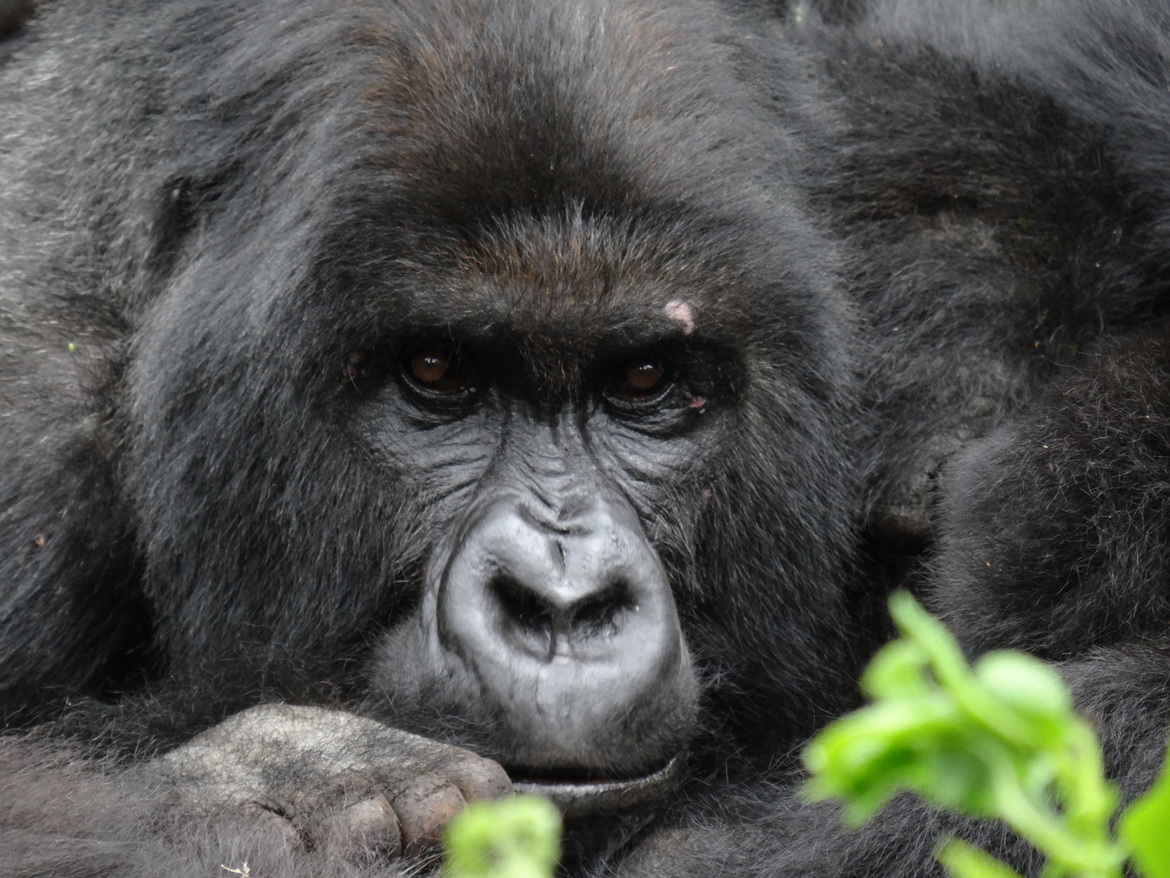Mountain Gorilla, Volcanoes National Park, Rwanda