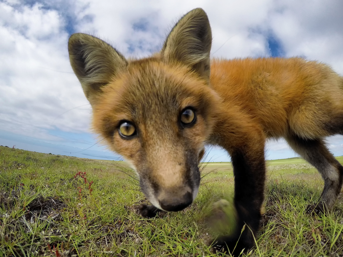 Red Fox, Washington State, United States of America