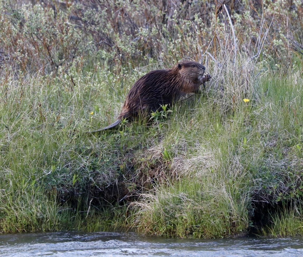 Beaver, Big Sky, Montana, United States of America