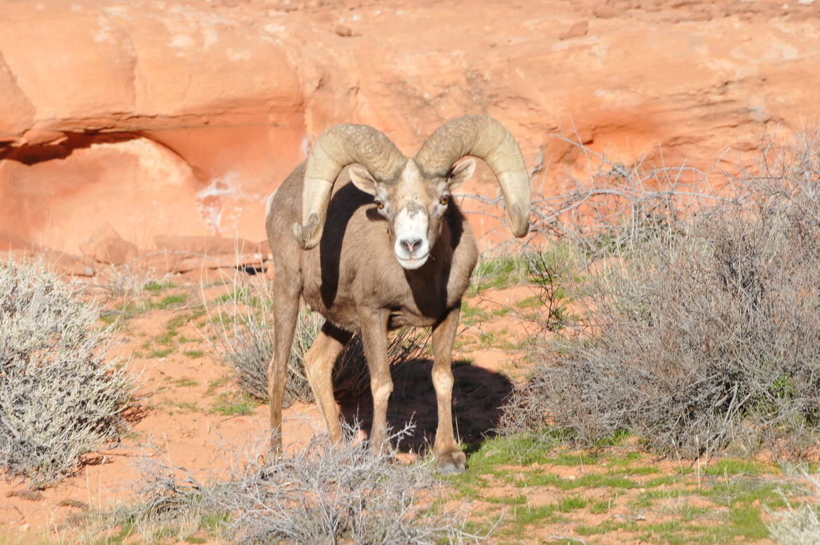 Big Horn Sheep Ram, Valley of Fire State Park, Moapa Valley, Nevada, United States of America