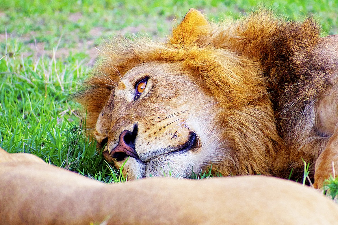 Lion, Masai Mara, Kenya