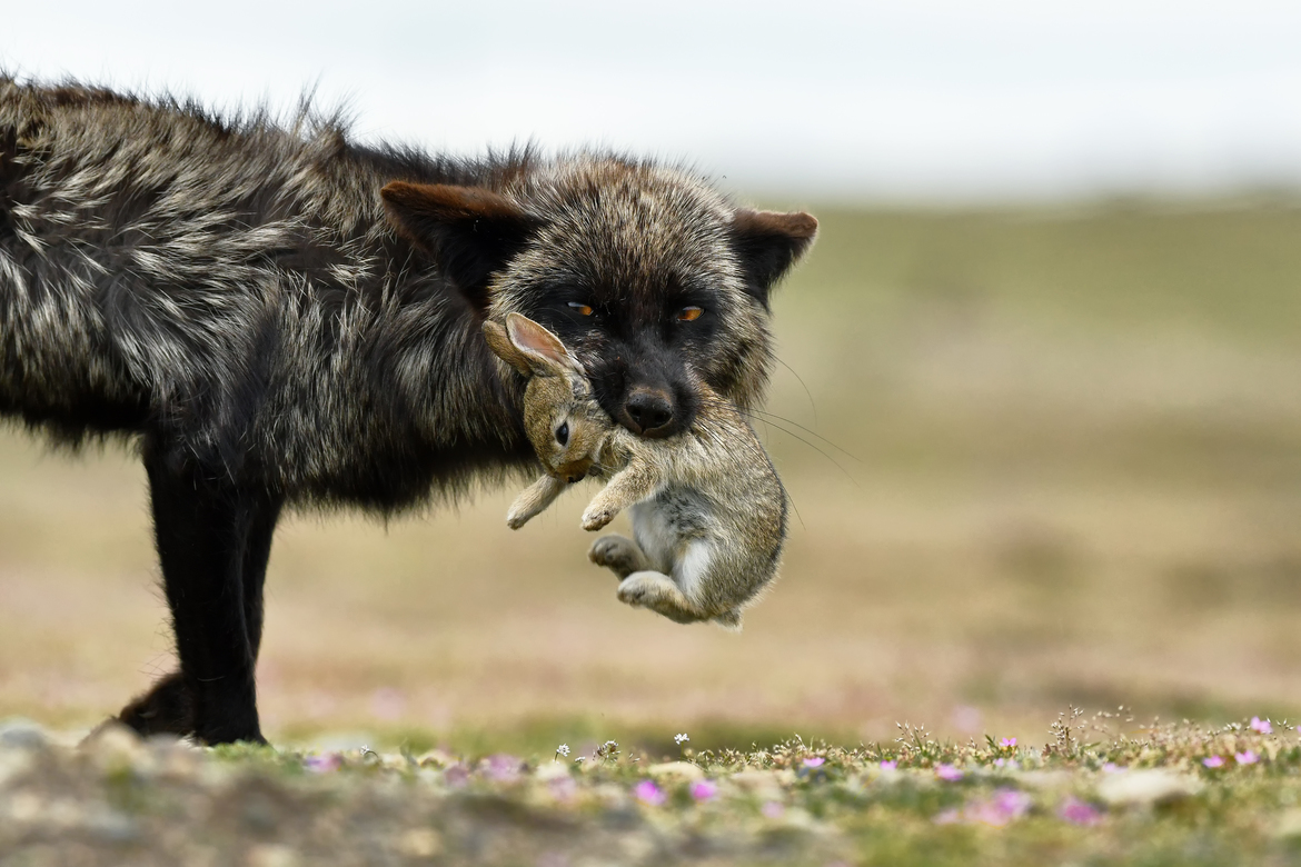 Red Fox (dark phase), Washington State, United States of America