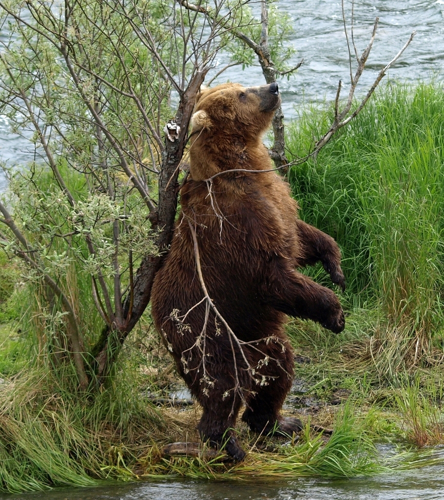 Brown Bear, Katmai National Park, Alaska, United States of America