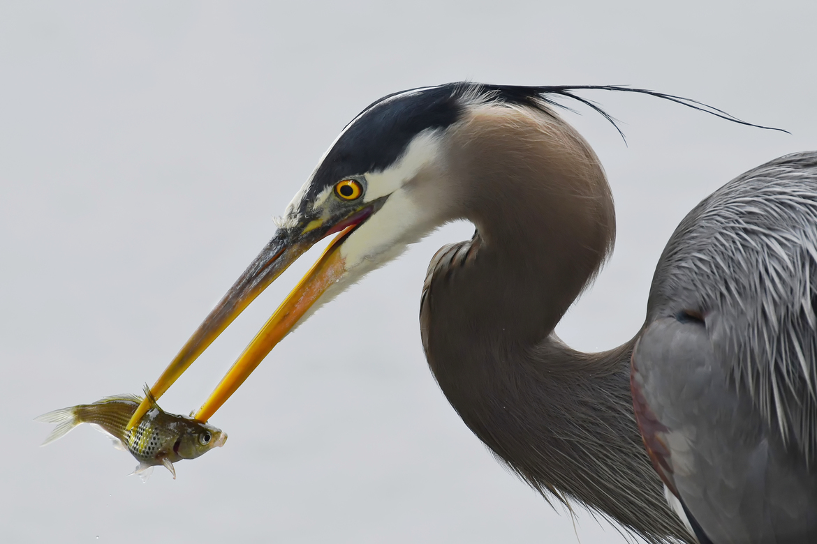 Great Blue Heron and Pile Perch, Vancouver - False Creek, Canada