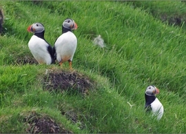 Grid puffins3a